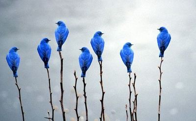 blue birds on branches