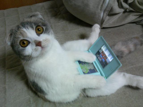 Technology kitty